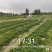 红玉草莓苗可提供技术指导一条龙服务基地直发可视频看货