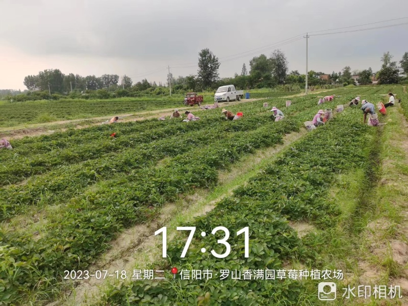 红玉草莓苗可提供技术指导一条龙服务基地直发可视频看货