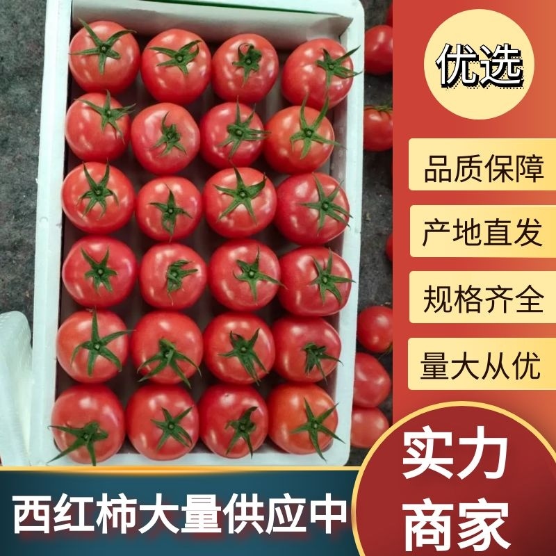 精品西红柿大红西红柿产地直发对接商超市场量大优惠