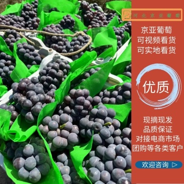 【产地优选】京亚葡萄视频看货货量充足来电咨询