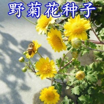 野菊花种子多年生野黄色菊花山坡路边野生花种籽子室外易活盆