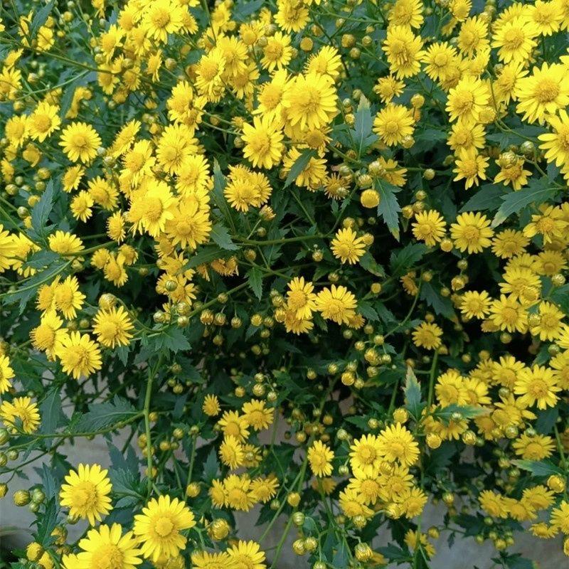 野菊花种子多年生野黄色菊花山坡路边野生花种籽子室外易活盆