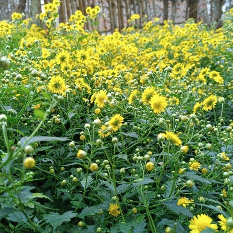 野菊花种子多年生野黄色菊花山坡路边野生花种籽子室外易活盆