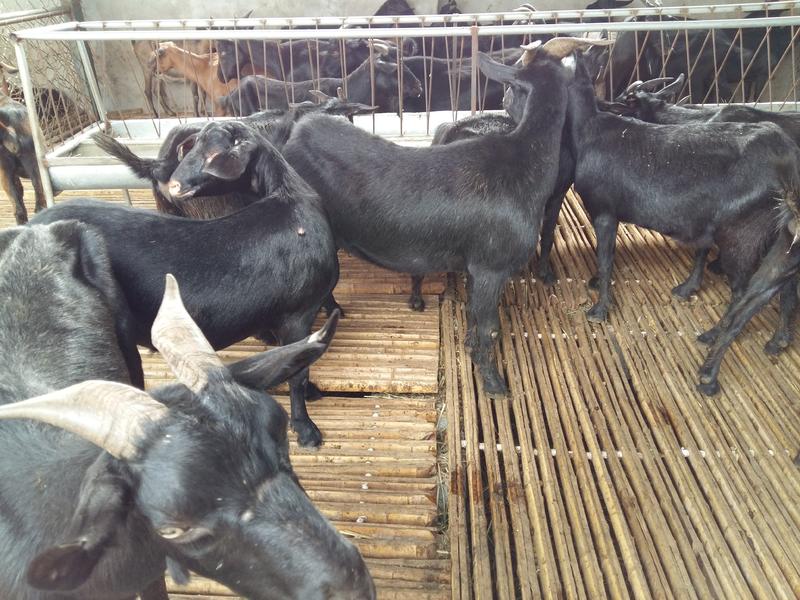 黑山羊，努比亚黑山羊，羊羔，种母羊，厂家直销，免费送货