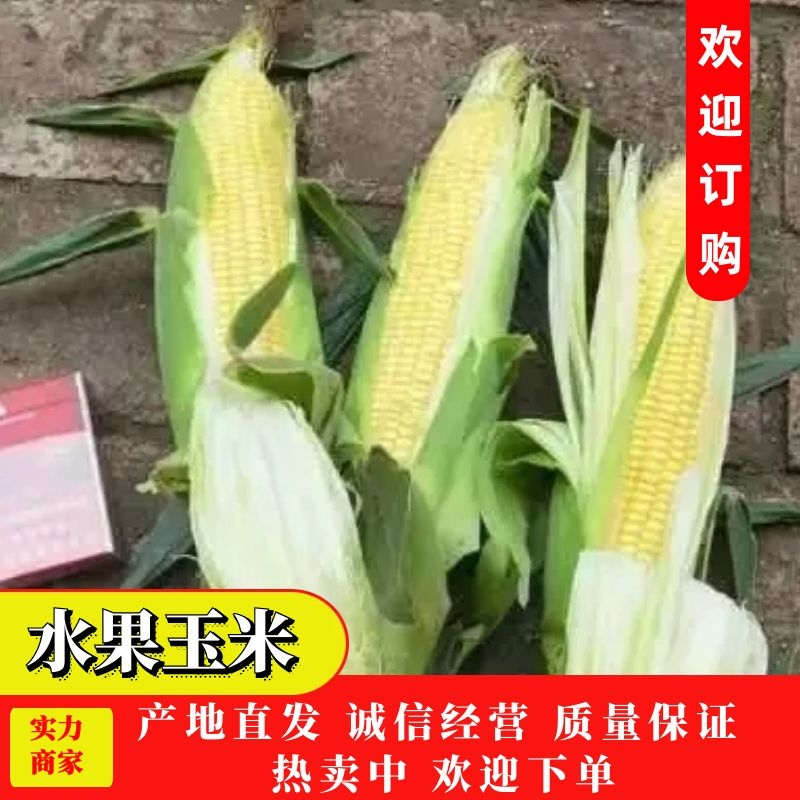 【荐】田冠军水果玉米大量上市，产地直供可视频看货大量有货