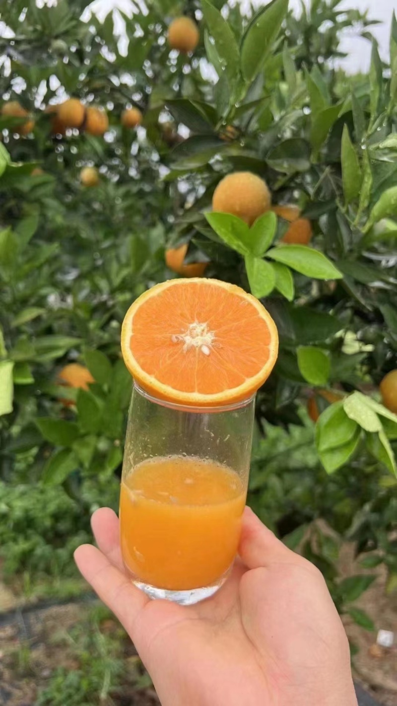 【精品夏橙】，一级果电商货大量供应口感酸甜，皮薄多汁，