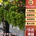 四川阳光玫瑰味道超甜超脆正在大量上市出货中