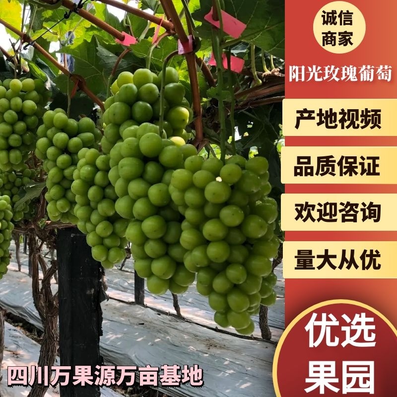 四川阳光玫瑰味道超甜超脆正在大量上市出货中