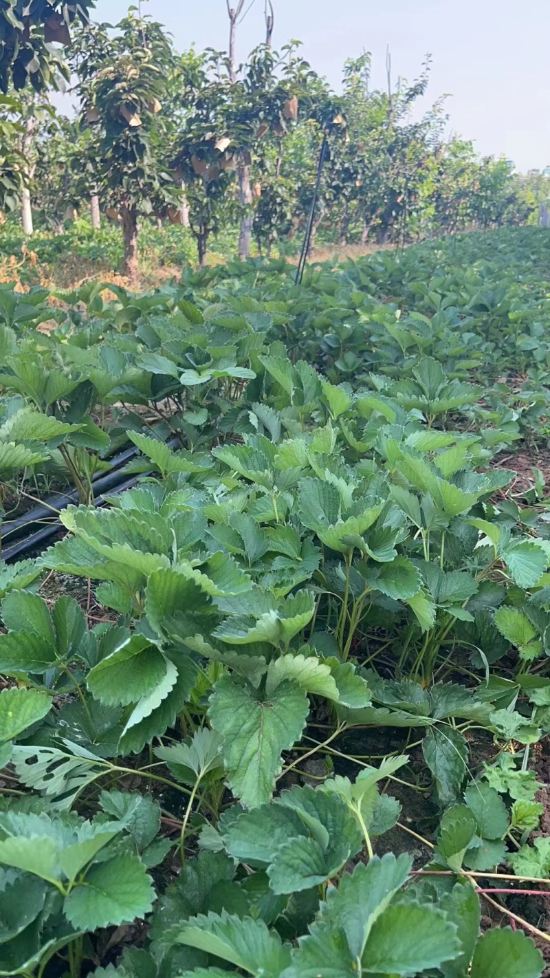 【技术指导】隋株草莓苗，草莓基质苗，穴盘苗繁育，存活率高