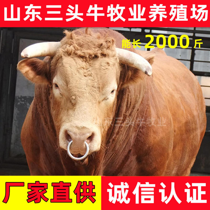 肉牛西门塔尔牛鲁西黄牛厂家直销免费送货