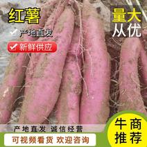 【推荐】陕西省渭南市沙苑板栗薯红薯对接全国欢迎咨询