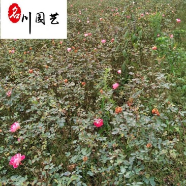 四川郫县批发大量月季丰花月季小苗0.6元观赏绿化灌木