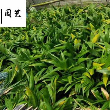 长期供应优质小蒲葵成都蒲葵基地园林庭院常绿灌木