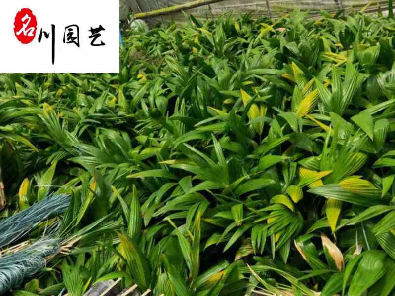 长期供应优质小蒲葵成都蒲葵基地园林庭院常绿灌木
