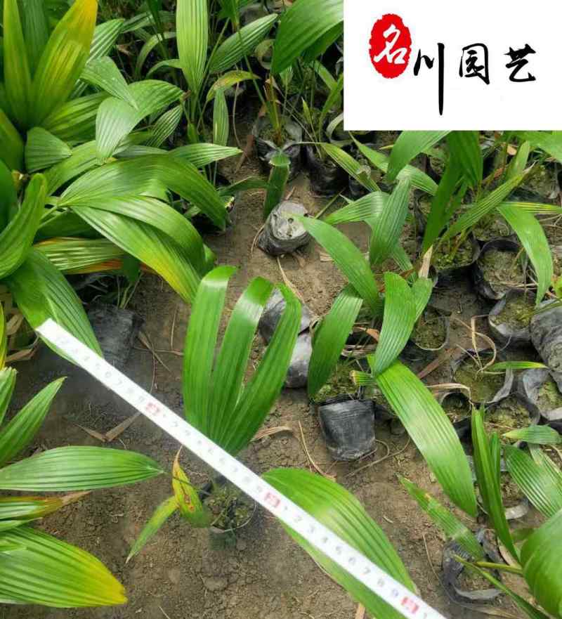 长期供应优质小蒲葵成都蒲葵基地园林庭院常绿灌木