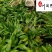 长期供应优质小蒲葵成都蒲葵基地园林庭院常绿灌木