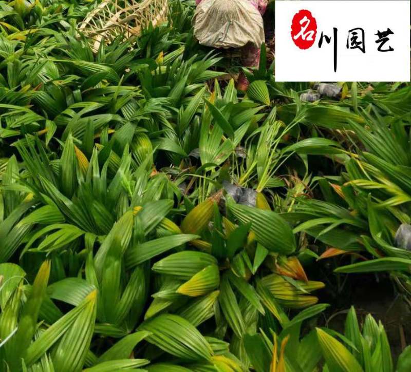 长期供应优质小蒲葵成都蒲葵基地园林庭院常绿灌木