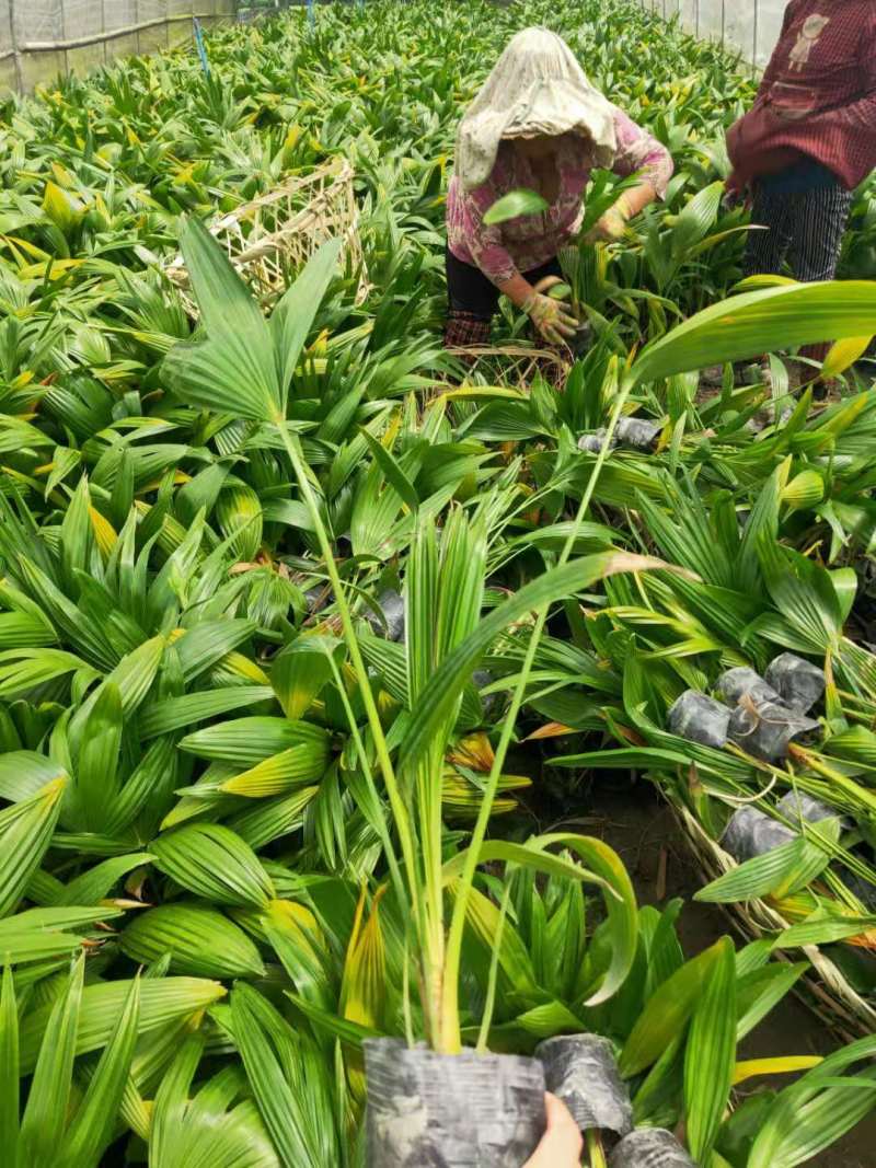 长期供应优质小蒲葵成都蒲葵基地园林庭院常绿灌木