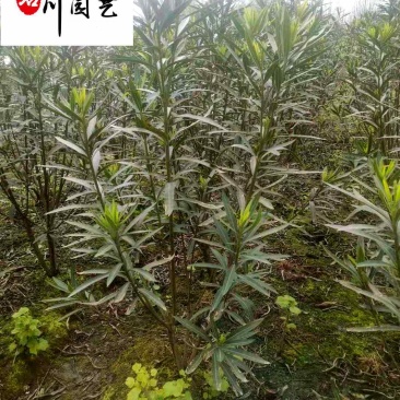 产地批发夹竹桃工程苗成都郫县夹竹桃基地夹竹桃价格