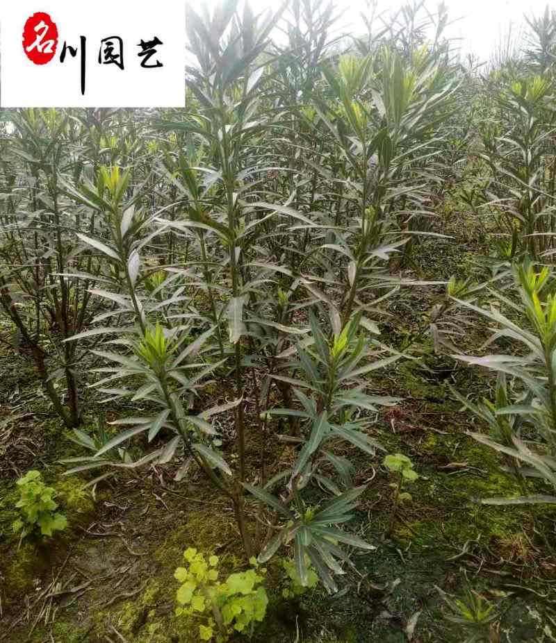 产地批发夹竹桃工程苗成都郫县夹竹桃基地夹竹桃价格