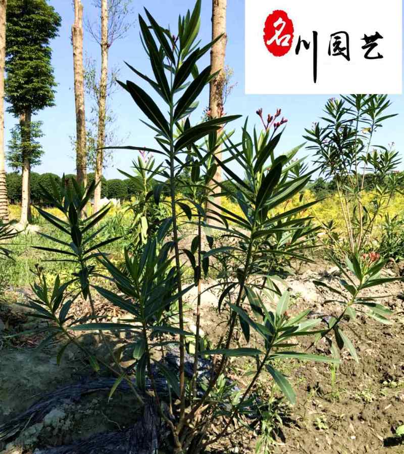 产地批发夹竹桃工程苗成都郫县夹竹桃基地夹竹桃价格