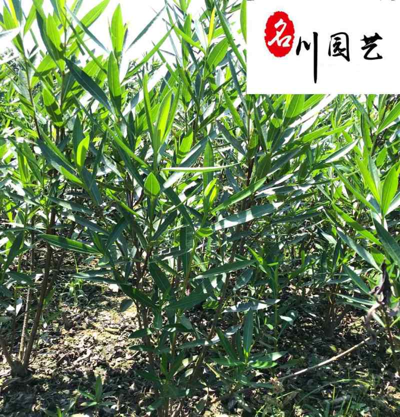 产地批发夹竹桃工程苗成都郫县夹竹桃基地夹竹桃价格