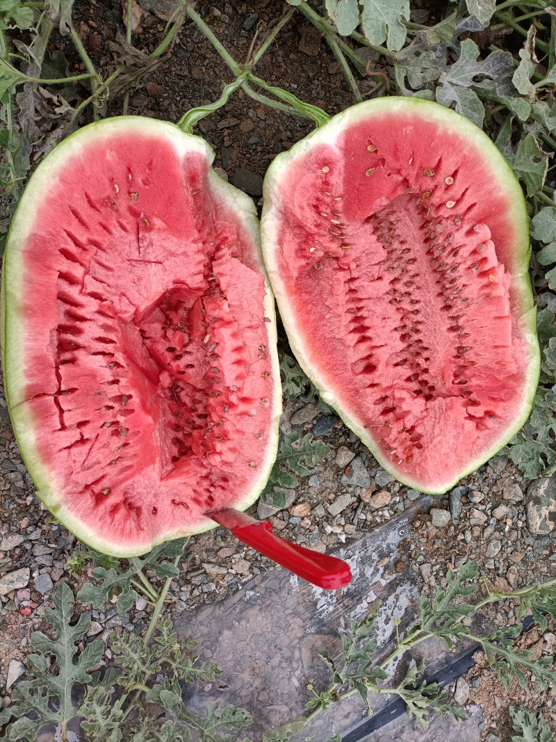 硒砂瓜宁夏中卫西瓜石头瓜巨甜原产地直销诚信代发