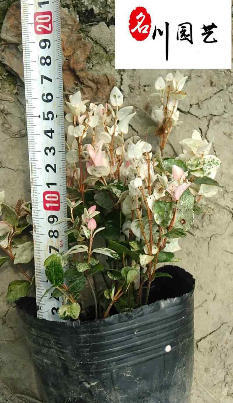 花叶络石双色杯苗降价处理成都花叶络石产地花境花坛绿化
