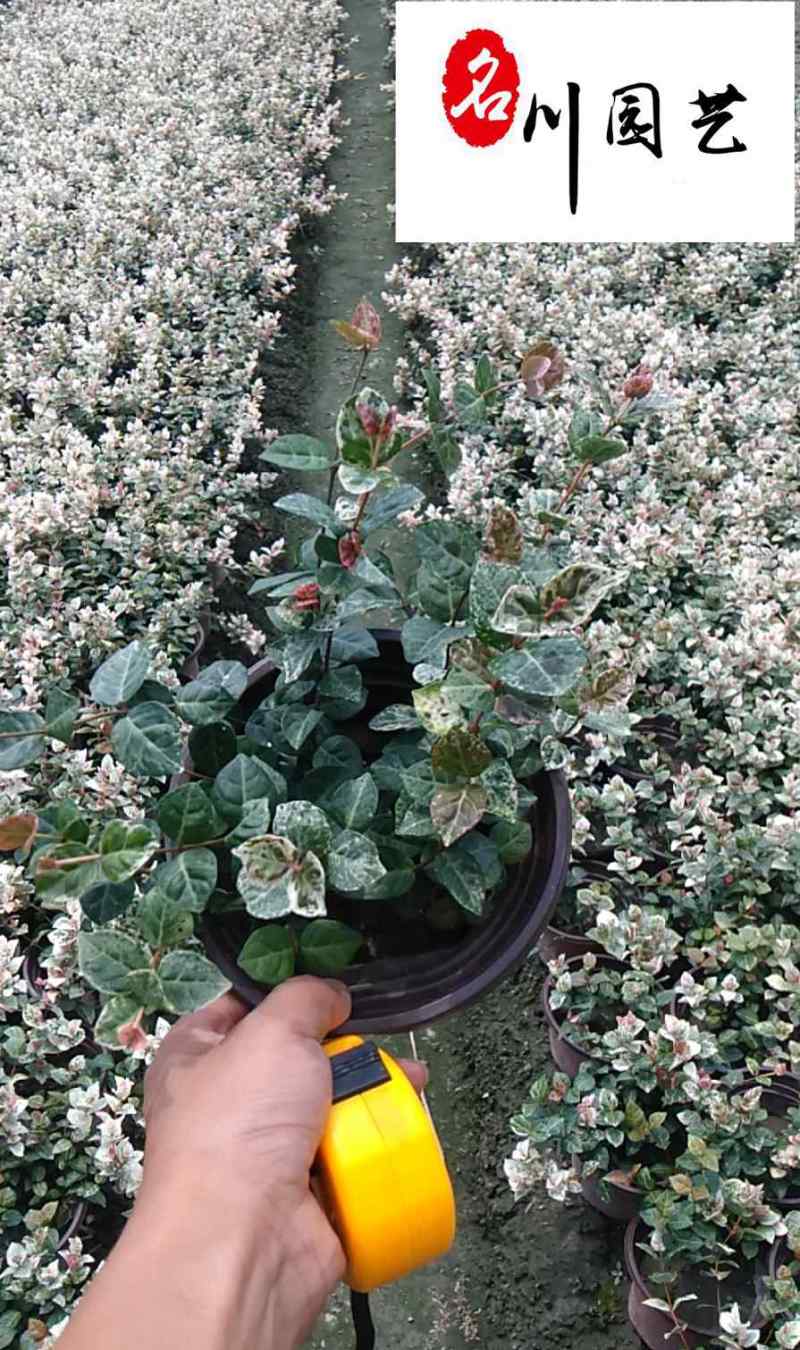 花叶络石双色杯苗降价处理成都花叶络石产地花境花坛绿化