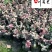 花叶络石双色杯苗降价处理成都花叶络石产地花境花坛绿化