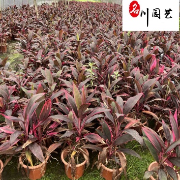 四川红叶朱蕉产地自家苗圃价格实惠红叶朱蕉批发价