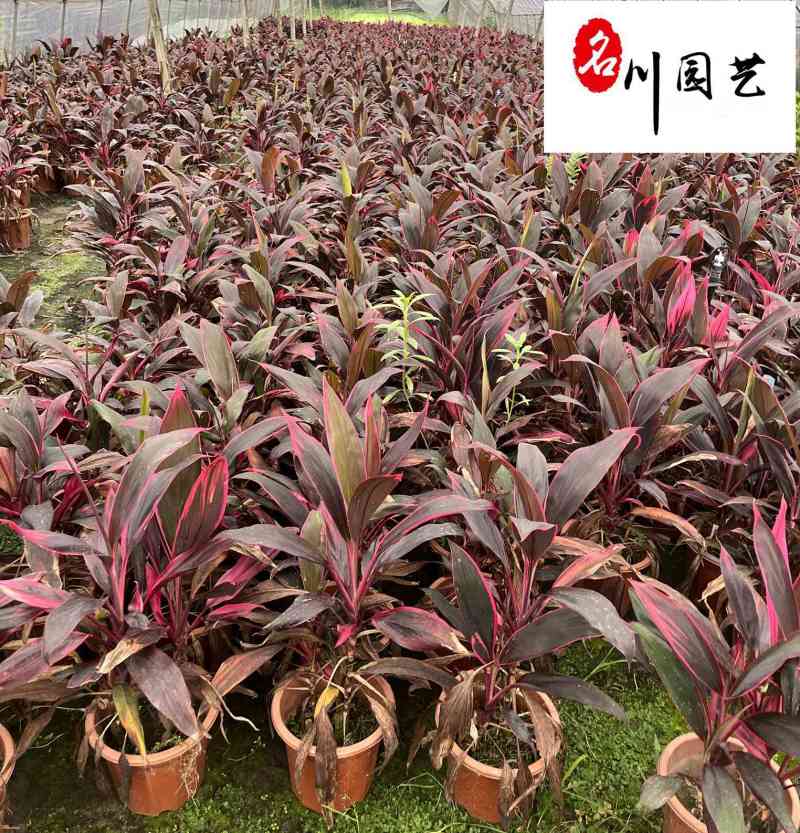四川红叶朱蕉产地自家苗圃价格实惠红叶朱蕉批发价
