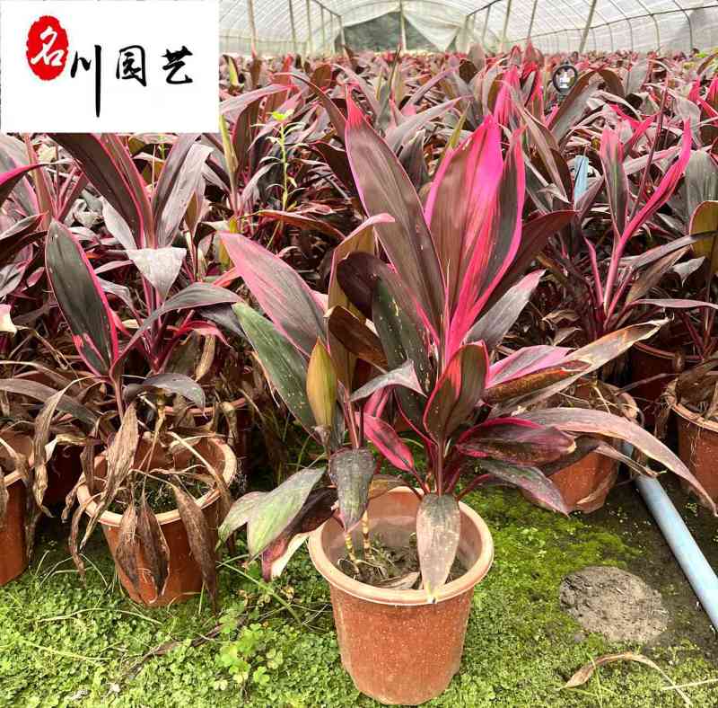 四川红叶朱蕉产地自家苗圃价格实惠红叶朱蕉批发价