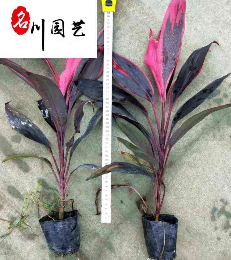 四川红叶朱蕉产地自家苗圃价格实惠红叶朱蕉批发价