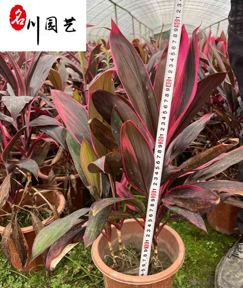 四川红叶朱蕉产地自家苗圃价格实惠红叶朱蕉批发价