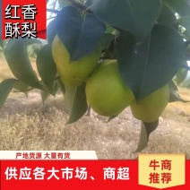 河南红香酥梨产地直发质量保障可实地考察视频看货