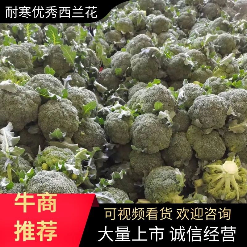 【热销】宁夏西兰花基地直发货源充足可视频看货欢迎来电咨询