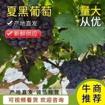 河南洛阳葡萄精品夏黑葡萄甜度高现货大量供应