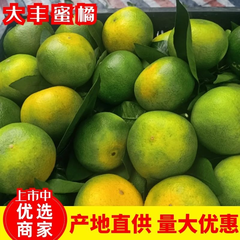 大丰蜜橘，果色好果形端正，无渣无核，一手货源，产地直发