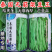 泰国无筋架豆王豆角种子，架豆种子，结荚多，无筋肉厚，抗病