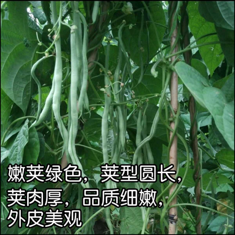 泰国无筋架豆王豆角种子，架豆种子，结荚多，无筋肉厚，抗病