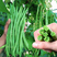 泰国无筋架豆王豆角种子，架豆种子，结荚多，无筋肉厚，抗病