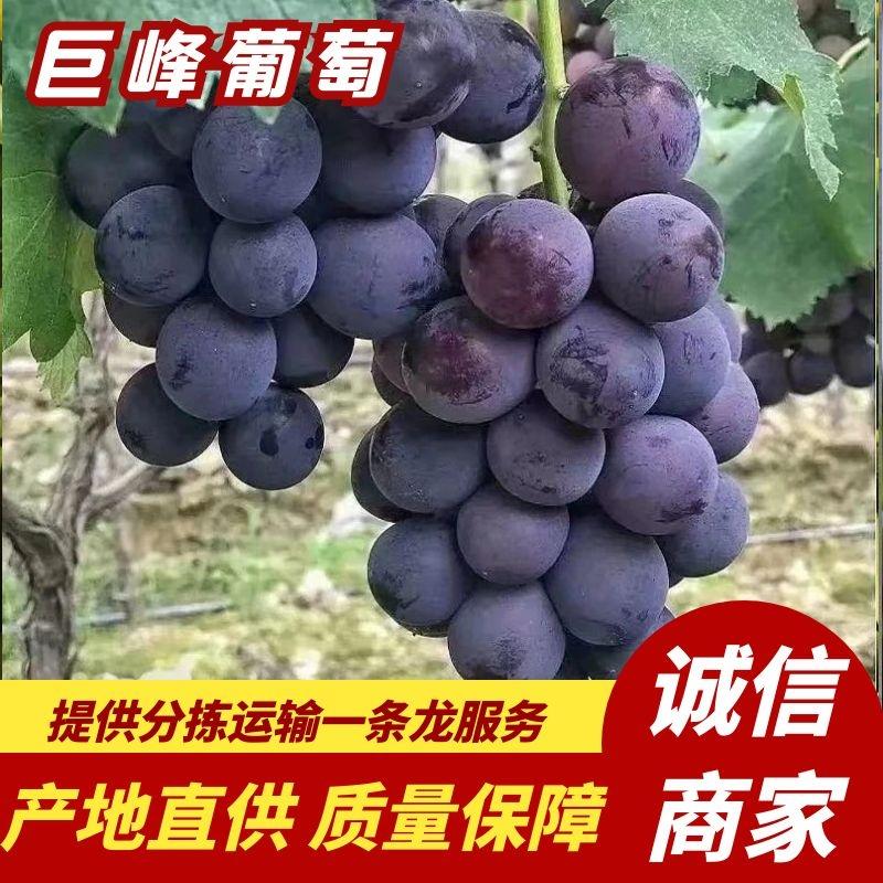 【河北巨峰葡萄】晋州葡萄大量上市皮薄多汁甜度高