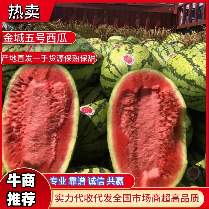 金城五号西瓜内蒙古西瓜包熟包甜品质保障个头大耐运输