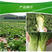 超绿78青麻叶白菜种子直立大白菜种子高产脆甜麻叶青白菜籽
