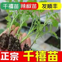 台湾老千禧番茄苗，超甜多汁高产