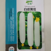 大白黄瓜种子高端白晶一号水果黄瓜白皮黄瓜奶油黄瓜种子清香