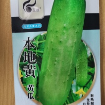 高端水果黄瓜种子甜脆嫩美味黄瓜种子蔬菜种子旱黄瓜刺黄瓜