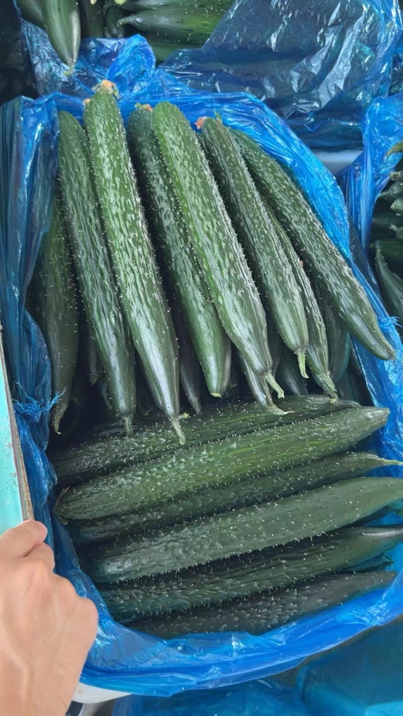【现货现发】莘县密刺黄瓜，货源充足，可对接商超市场