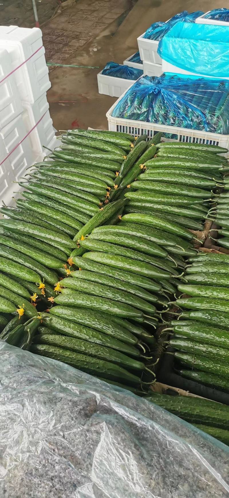 【现货现发】莘县密刺黄瓜，货源充足，可对接商超市场
